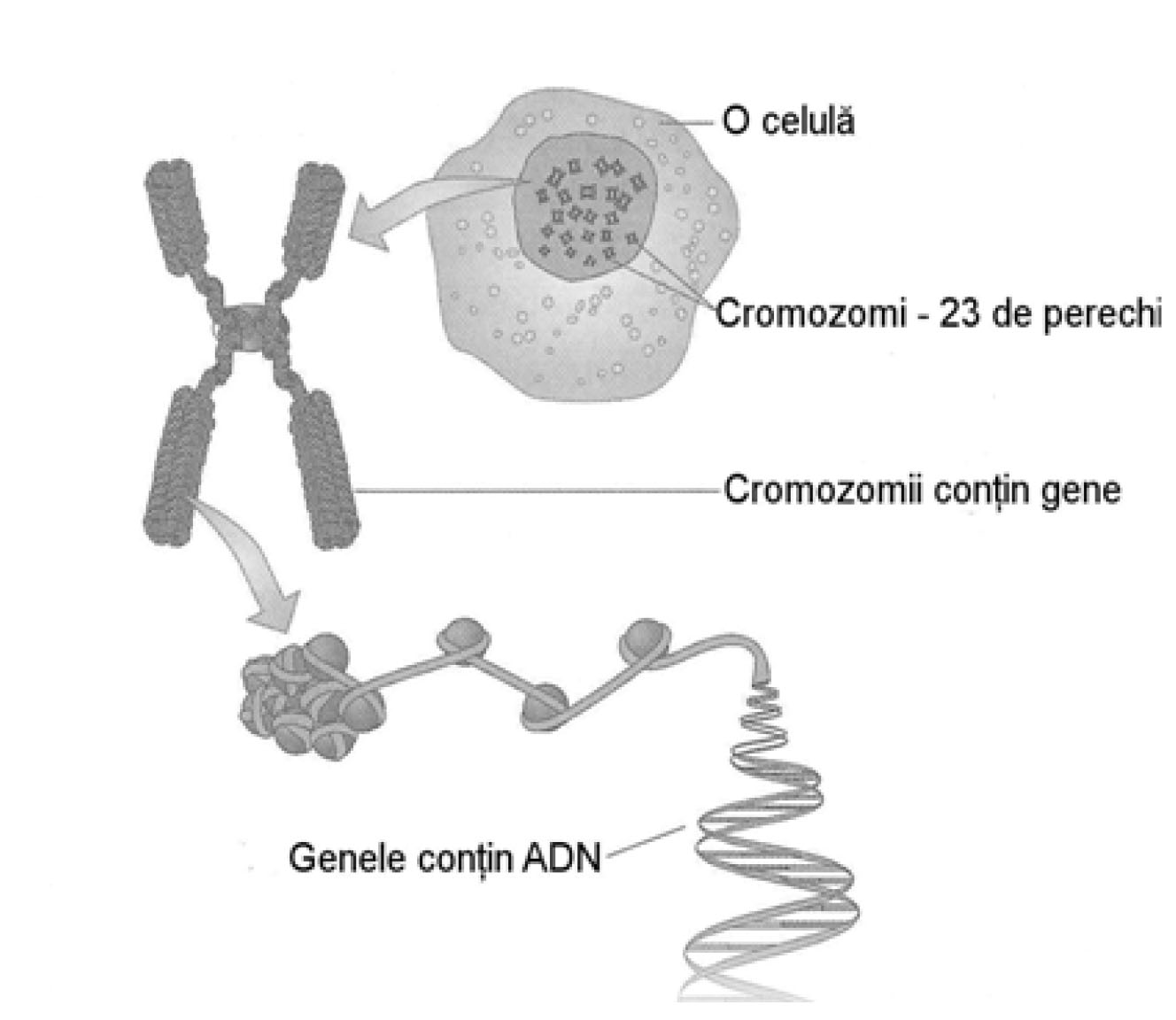Reprezentare grafica a celulei, cu nucleu, AND, cromozimi