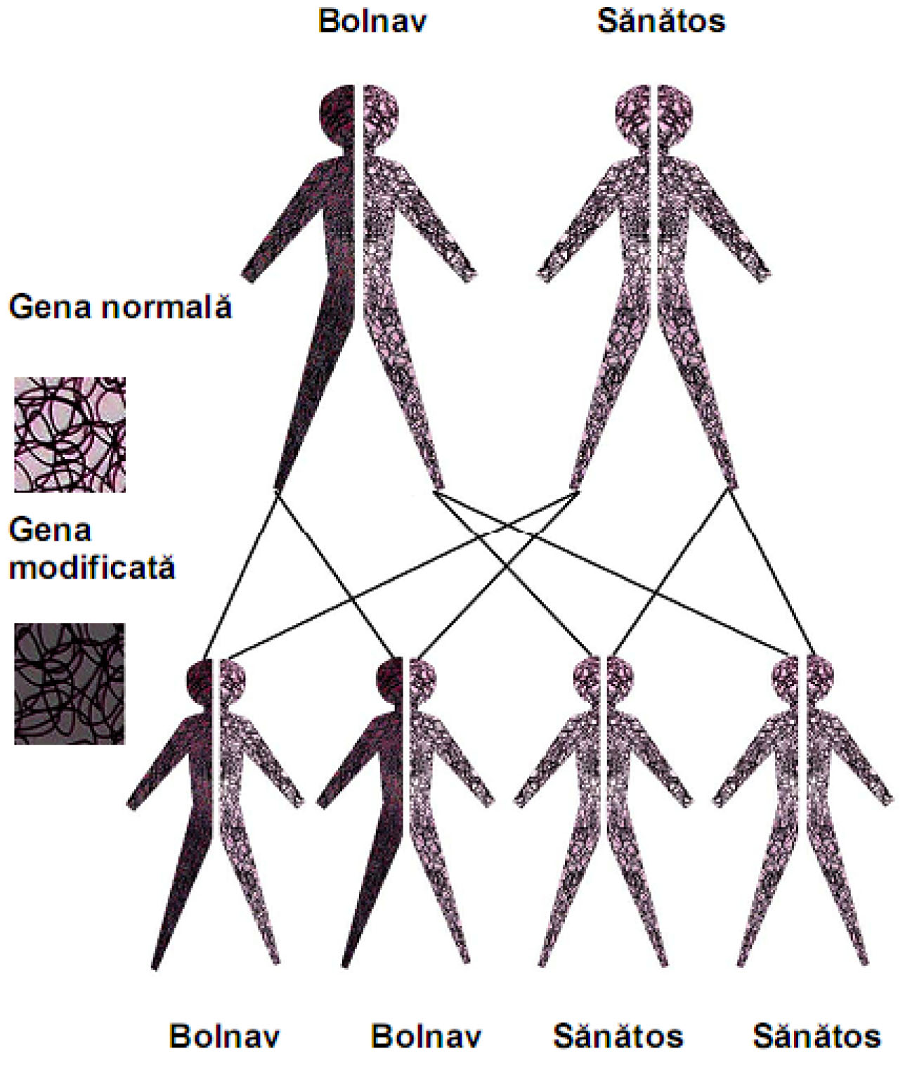 Figura nr 3. Transmiterea autosomal dominanta.