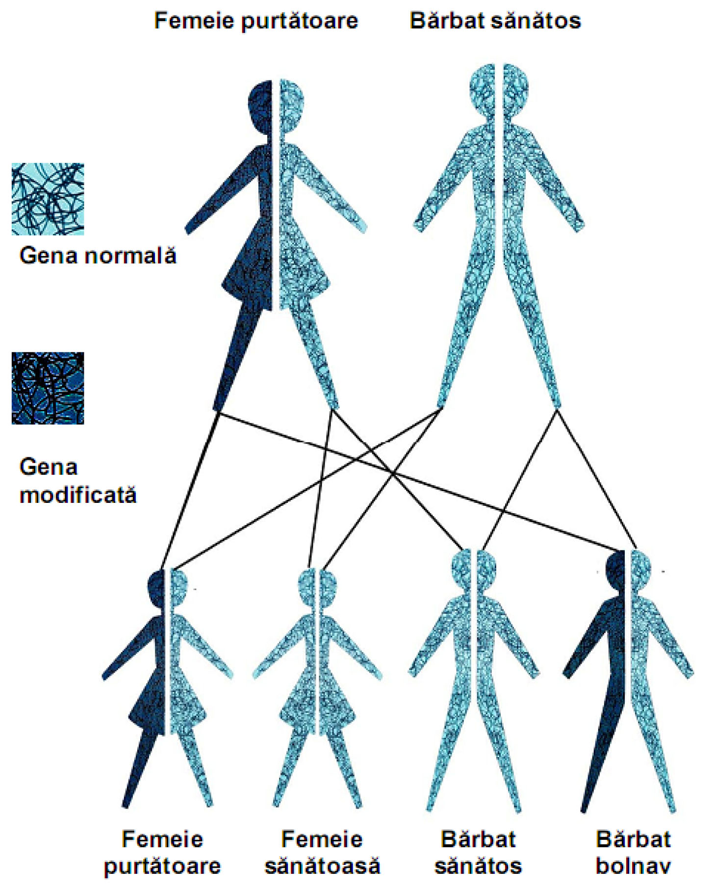 Figura nr. 4. Transmiterea unei boli recesive legate de X de către femeile purtătoare
